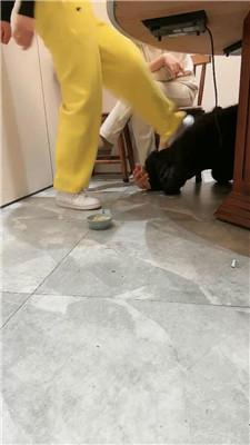 【乔伊】双S-餐桌下脏鞋蹂躏踩虐 JS250207-12