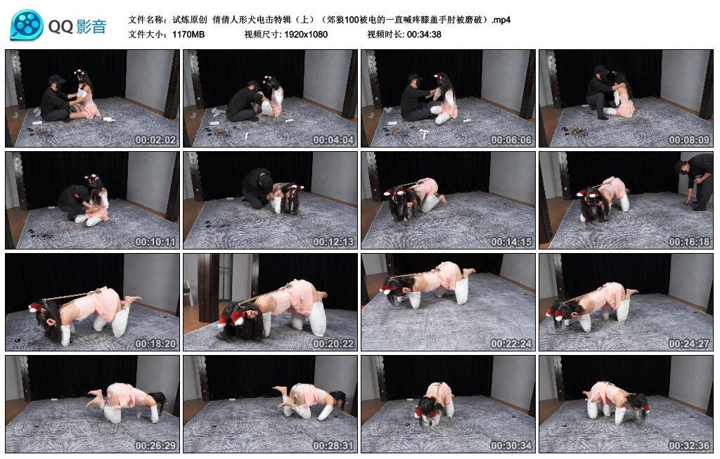 【试炼原创】倩倩人形犬电击特辑（上）郊狼100被电的一直喊疼膝盖手肘被磨破