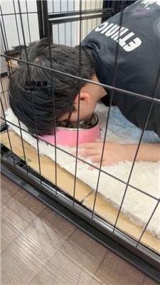 【佳禾】圈养狗笼-狗盆喂食-赏赐洗澡水 JS250325-37