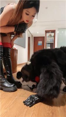 【蛇妈】彻底训化人形犬 JS250225-7