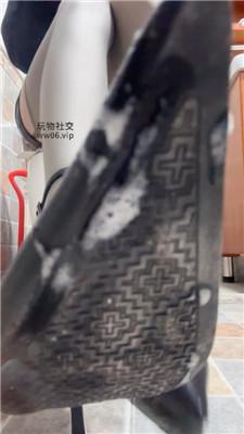 【酒鸽】黄金灯    250201-5