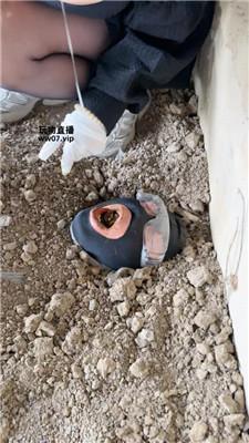 【Mico兔】户外工地活埋废物 JS250413-8