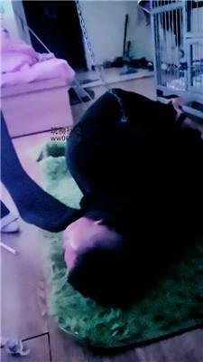 【冰魂】用狗链拴着狠抽 JS250123-26