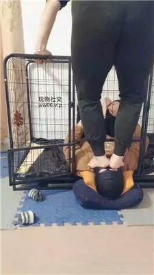 【心魔】狗笼犬化抖M男友 JS250122-42