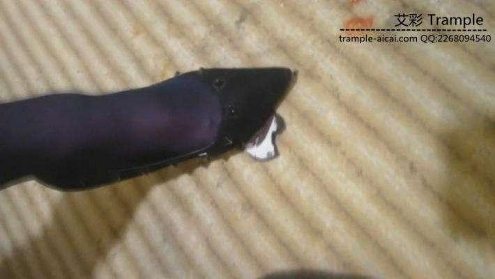 长腿美女主人的调教