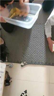 【魅影】高跟黑丝踩虐兄弟奴 JS250123-38