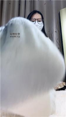 【兔牙】瑜伽服训狗    250318-9