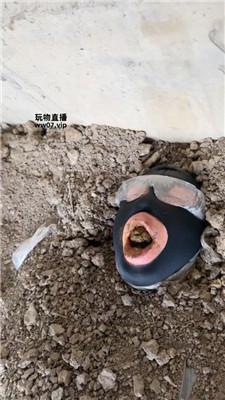 【Mico兔】户外工地活埋废物 JS250413-8