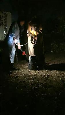 【薇薇】狗链户外遛狗犬化 bf51770