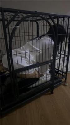 【女仆店萌萌】圈养母畜没睡醒就被姐妹花玩弄