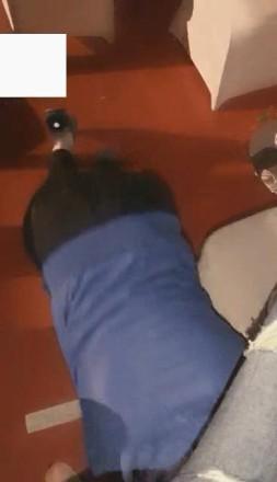 vivi,跨年夜车展遛狗