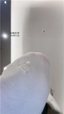 【猴歌】骑马胯下辱-牛仔裤坐脸窒息 JS250208-27