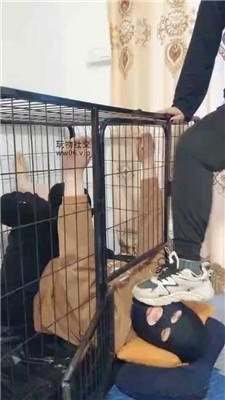 【心魔】狗笼犬化抖M男友 JS250122-42