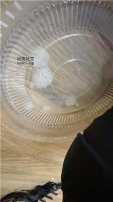 【九月】袜子泡水品尝-皮鞋白袜踩/玉足狂舔 JS250104-23