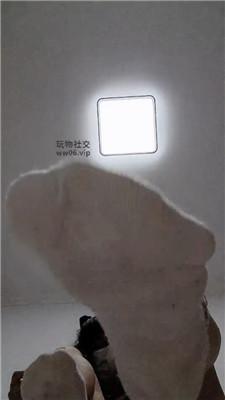 【蛮蛮呀】买！棉袜裸足调贱狗    250209-8